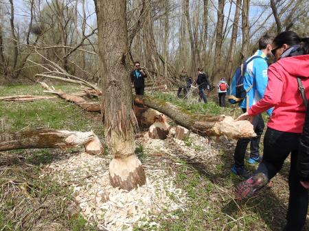 7. april, mednarodni dan bobra in Dan za spremembe 23
